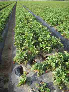 Strawberries