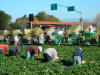 Harvesting