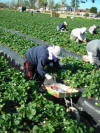 Harvesting